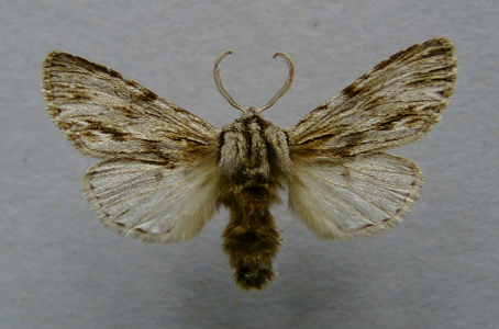 Noctuelle-Sphinx (La)