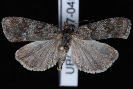 Eudorée des épilobes