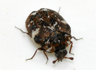 Anthrenus angustefasciatus