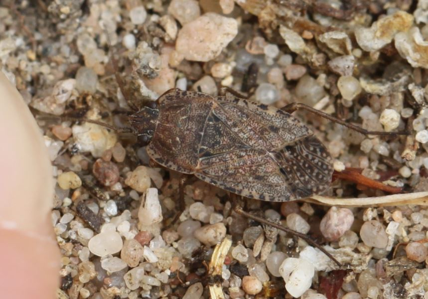 Emblethis denticollis