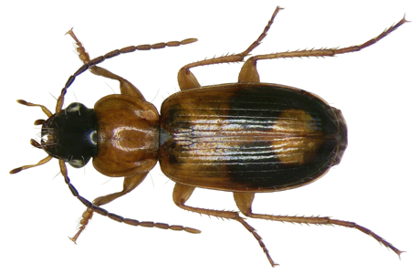 Badister bullatus