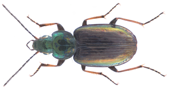 Agonum muelleri