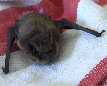 Pipistrelle pygmée