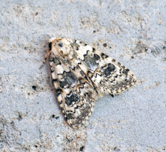 Bryophile des garrigues (La)
