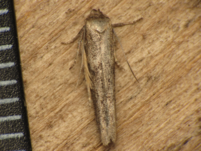 Blastobasis phycidella