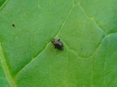 Halticus luteicollis