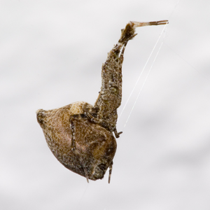 Ulobore plumeuse