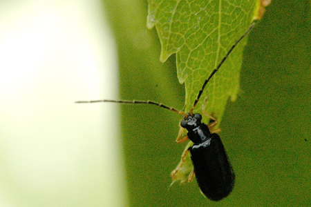 Luperus luperus