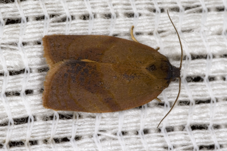 Cacoecimorpha pronubana