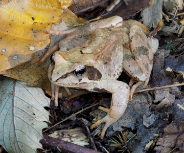 Grenouille agile (La)