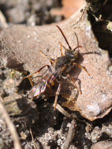 Nomada flavoguttata