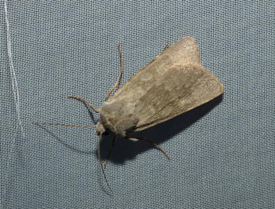 Noctuelle helvétienne (La)