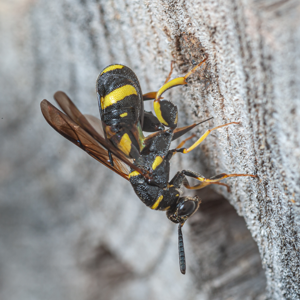 Leucospis dorsigera