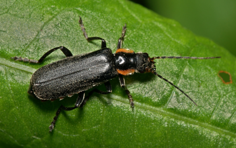 Cantharis obscura