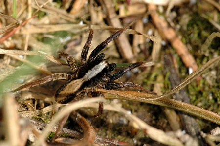 Alopecosa pulverulenta