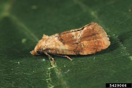 Cochylidia rupicola