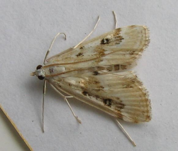 Hydrocampe de la stratiote