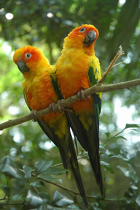 Conure soleil