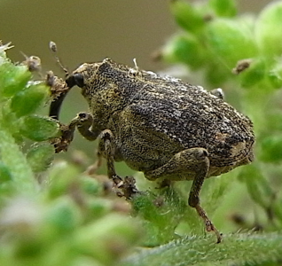 Parethelcus pollinarius