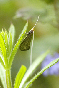Nematopogon adansoniella