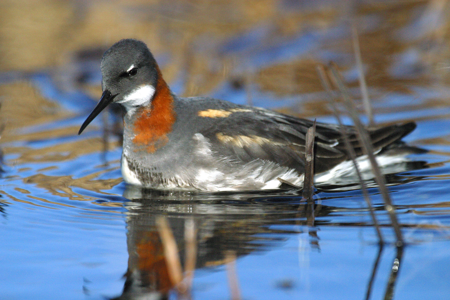 Phalarope à bec étroit