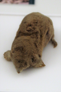 Taupe aveugle