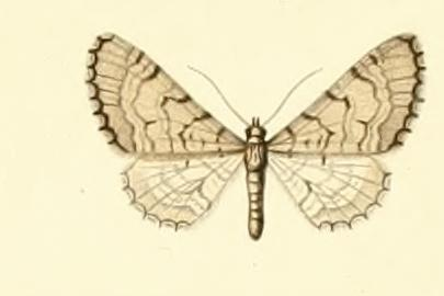 Eupithécie silénicole (L')