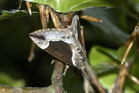 Noctuelle épaissie (La)