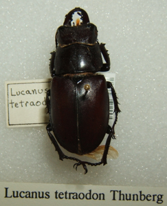 Cerf-volant méridional
