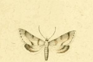 Métasie corse