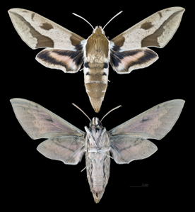 Sphinx Nicéa (Le)