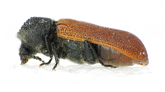 Bostryche moine