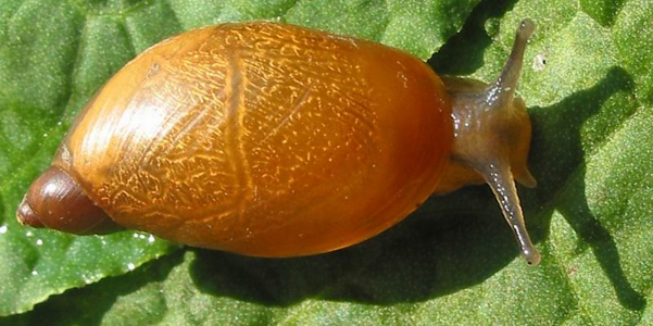 Ambrette amphibie
