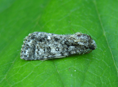 Noctuelle de la Patience (La)
