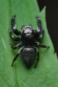 Evarcha arcuata