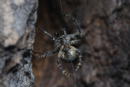 Gibbaranea gibbosa
