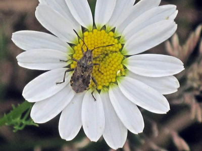 Stictopleurus punctatonervosus