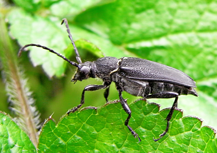 Lepture à écusson doré