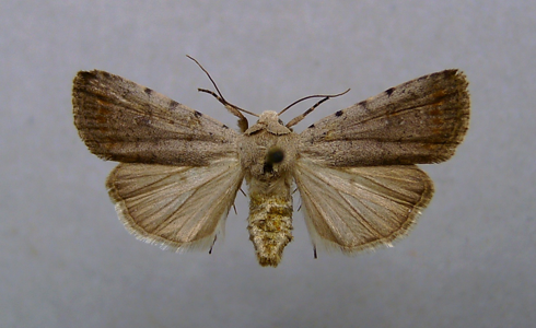 Caradrine du Sélin