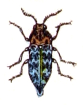 Agrilus viridicaerulans