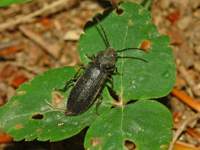 Asemum striatum