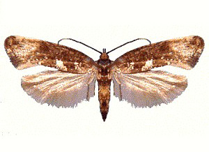 Acrolepiopsis assectella