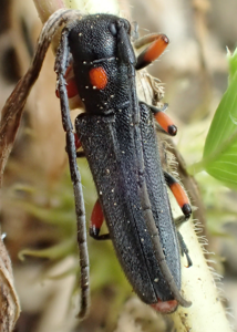 Phytoecia virgula