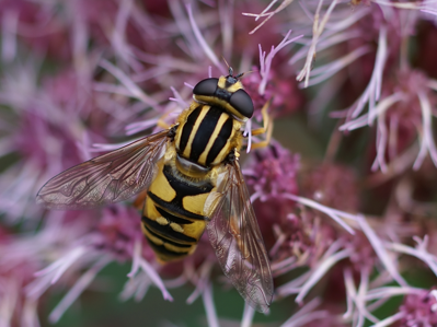 Helophilus pendulus