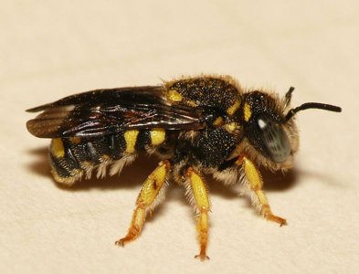 Anthidiellum strigatum