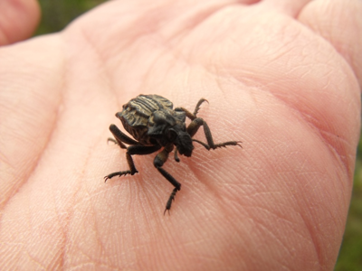 Brachycerus undatus