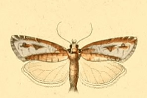 Lozotaeniodes cupressana