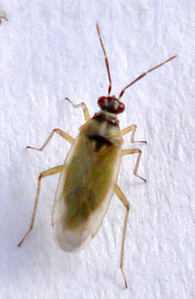 Dicyphus annulatus