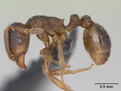 Tetramorium impurum