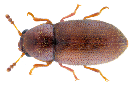 Ennearthron cornutum